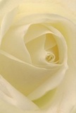 Immersed in the heart of this radiant cream-white rose, one is invited to explore its gentle spiral, each petal unfurling with the sweetness of morning dew on Dollis Hill's gardens. The image draws you close, emphasizing the velvety texture and light-filled curves as if you could almost feel the freshness beneath your touch. Subtle shadows play in the ivory folds, enriching the bloom with depth and tender drama, reminiscent of tranquil moments in the leafy avenues of Dollis Hill. There's a palpable sense of peace-much like the start of a new day or the quiet reflection that follows a meaningful gesture. For the Dollis Hill community, this rose conveys reverence, making it a poignant choice for sympathy, admiration, or marking hopeful beginnings. The fragrance, though unseen, seems to hover in the air-delicate, soothing, and unmistakable. From our vantage as local florists familiar with neighborhood traditions and celebrations, this rose stands as a beacon of artistry and sentiment. The close perspective captures more than just the flower; it holds the intention, skill, and emotion behind every thoughtful bouquet delivered throughout Dollis Hill, bringing beauty and meaning to life's most significant occasions.
